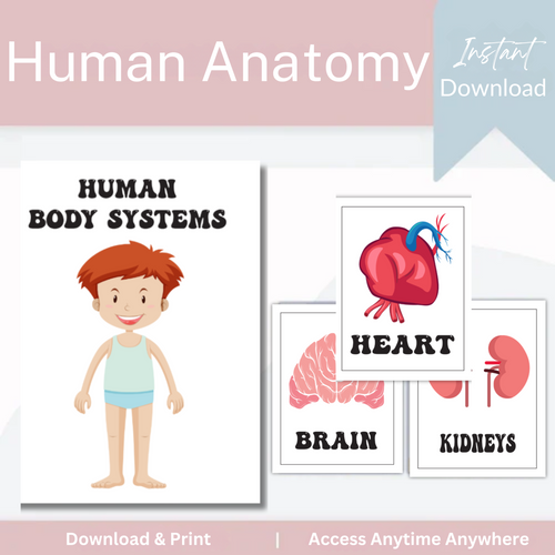 Human Anatomy Workbook
